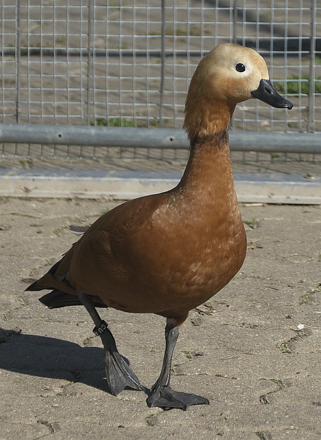 华莱士